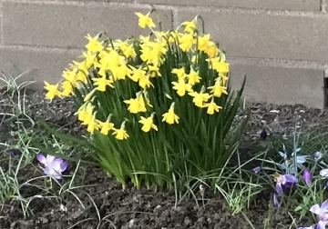 TRIDUUM AND EASTER GREETINGS